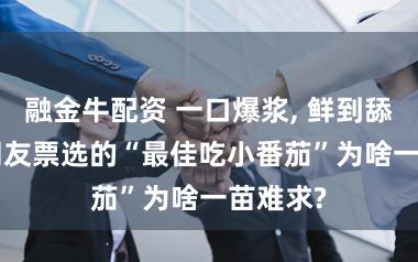 融金牛配资 一口爆浆, 鲜到舔手指! 网友票选的“最佳吃小番茄”为啥一苗难求?